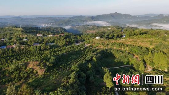种植园全貌。营山县融媒体中心供图 种植园全貌。营山县融媒体中心供图