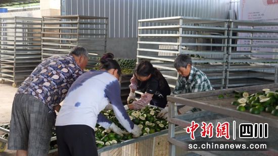 工人加工枳壳。营山县融媒体中心供图 工人加工枳壳。营山县融媒体中心供图