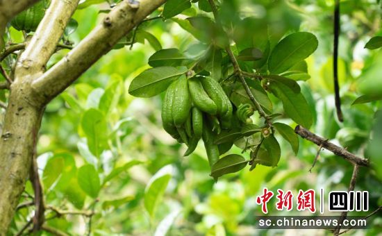 “佛手柑”成熟。 石棉融媒 供图 “佛手柑”成熟。 石棉融媒 供图
