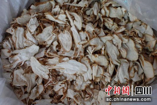 烘干后的“佛手柑”片。石棉融媒 供图 烘干后的“佛手柑”片。石棉融媒 供图