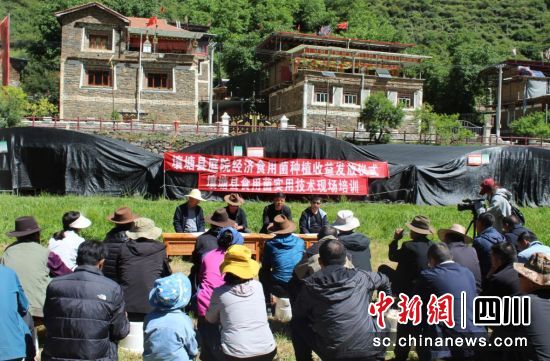 发放仪式。壤塘县委宣传部供图 发放仪式。壤塘县委宣传部供图