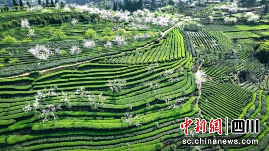 逐“绿”而行 高县生态茶远销俄罗斯等