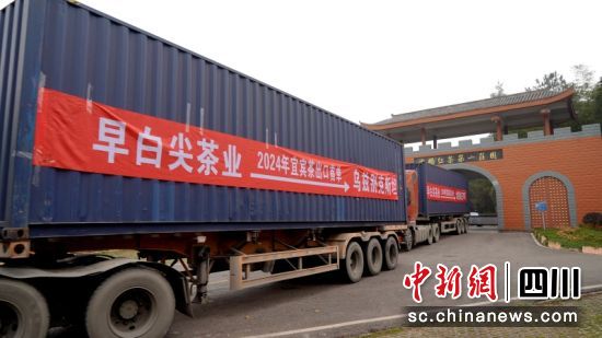 高县优质生态茶叶出口中亚国家。罗景萍 摄