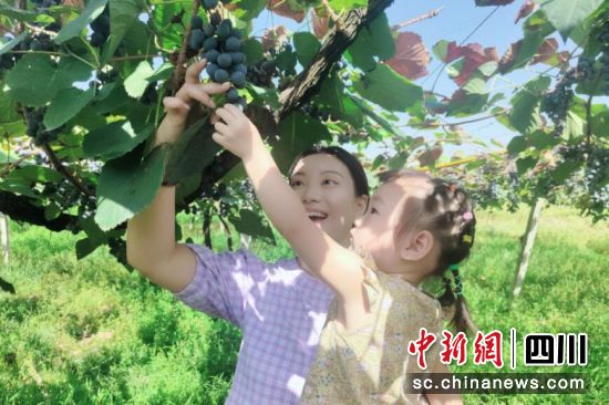 游客体验采摘乐趣。泸县县委统战部供图 游客体验采摘乐趣。泸县县委统战部供图