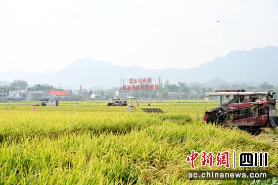 水稻(品香优秱珍)推广暨单产提升测产验收现场观摩会机收现场。邹刚 摄 水稻(品香优秱珍)推广暨单产提升测产验收现场观摩会机收现场。邹刚 摄