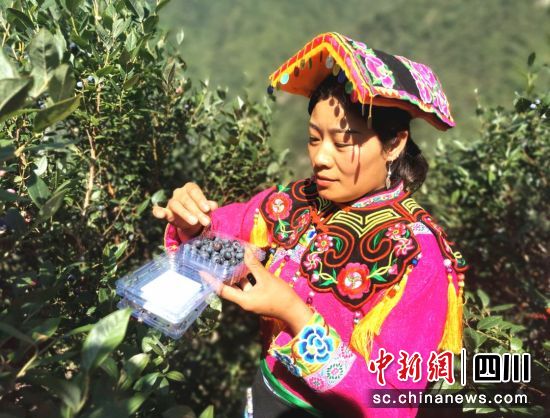 采摘蓝莓。汶川县委宣传部供图 采摘蓝莓。汶川县委宣传部供图