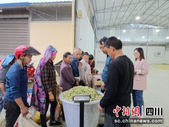 筠连县乐义乡纪委到菊花交易市场开展监督检查。 章彬彦 摄 筠连县乐义乡纪委到菊花交易市场开展监督检查。 章彬彦 摄