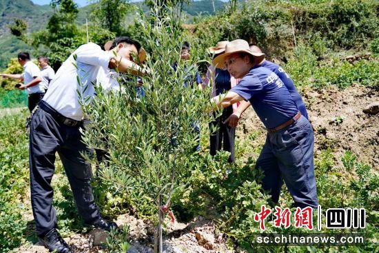 油橄榄长势喜人。平安产险川分 供图 油橄榄长势喜人。平安产险川分 供图