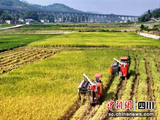 高县粮油现代农业园区内收割机正在收割水稻。 阳净 摄 高县粮油现代农业园区内收割机正在收割水稻。 阳净 摄