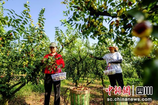 枣农头顶烈日,不惧高温,正在采摘鲜枣。 渝川 摄 枣农头顶烈日,不惧高温,正在采摘鲜枣。 渝川 摄