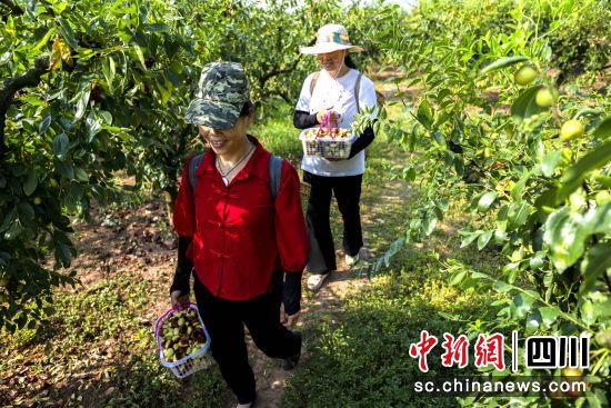 枣农收获喜悦,行走在枣园里。 渝川 摄 枣农收获喜悦,行走在枣园里。 渝川 摄