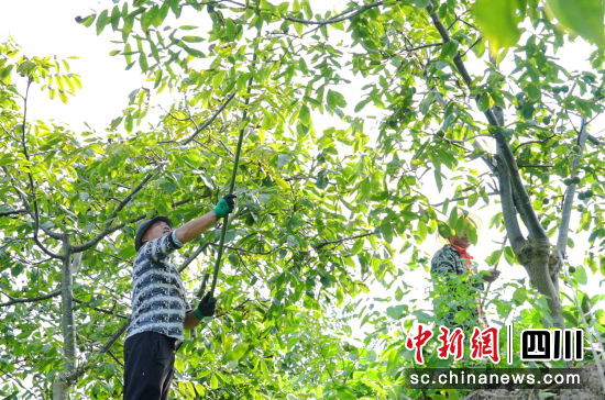 村民采收核桃。 平武县委宣传部供图 村民采收核桃。 平武县委宣传部供图