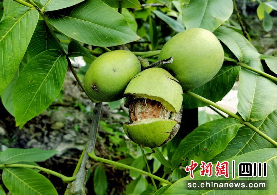 核桃成熟挂满枝。 平武县委宣传部供图 核桃成熟挂满枝。 平武县委宣传部供图