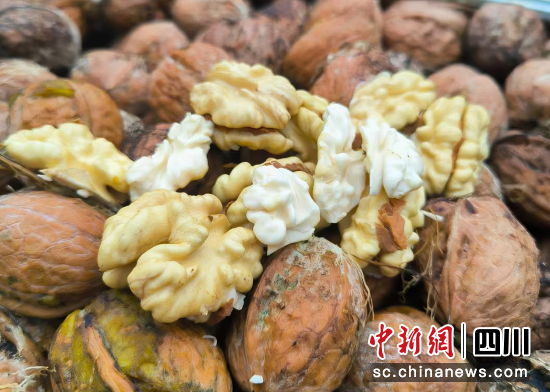平武核桃。 平武县委宣传部供图 平武核桃。 平武县委宣传部供图