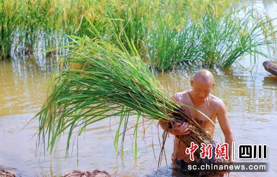 引进的“巨型稻”。贡井融媒 供图 引进的“巨型稻”。贡井融媒 供图