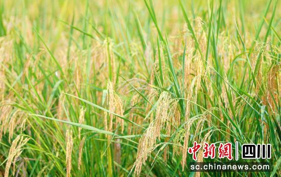 “巨型稻”成熟。贡井融媒 供图 “巨型稻”成熟。贡井融媒 供图