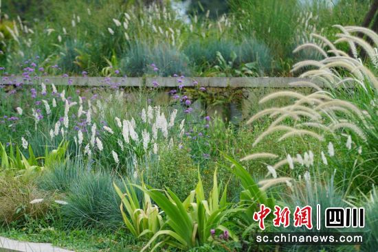 成都城市绿化景观一角。成都市公园城市局供图 成都城市绿化景观一角。成都市公园城市局供图