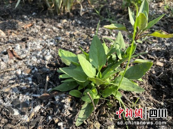 夏枯草在高温胁迫下的表现。成都市公园城市局供图 夏枯草在高温胁迫下的表现。成都市公园城市局供图