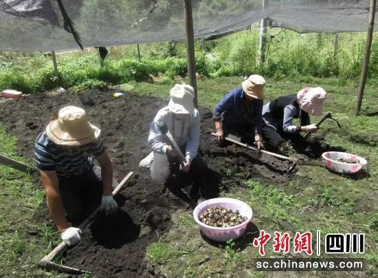 采收贝母。松潘县委组织部供图 采收贝母。松潘县委组织部供图