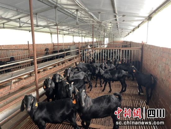 简阳市沐风养殖专业合作社繁育的简州大耳羊。简阳融媒体中心 供图 简阳市沐风养殖专业合作社繁育的简州大耳羊。简阳融媒体中心 供图