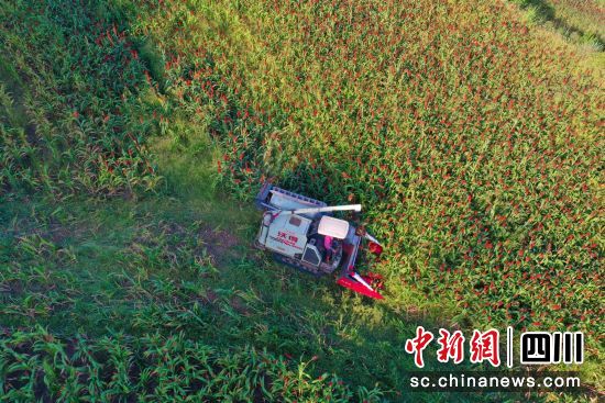 四川小磨井酒业有限公司有机高粱种植基地丰收现场。 衡欢 摄 四川小磨井酒业有限公司有机高粱种植基地丰收现场。 衡欢 摄