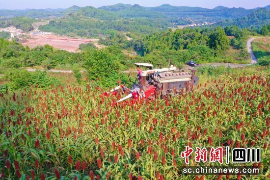 四川小磨井酒业有限公司有机高粱种植基地丰收现场。 衡欢 摄 四川小磨井酒业有限公司有机高粱种植基地丰收现场。 衡欢 摄