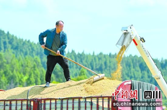 杨家镇双流村村民顶着烈日转运刚收获的稻谷。刘永红 摄 杨家镇双流村村民顶着烈日转运刚收获的稻谷。刘永红 摄