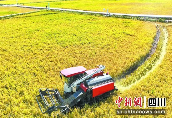 河舒镇小板桥村农机手驾驶农机收割稻谷。周亮 摄 河舒镇小板桥村农机手驾驶农机收割稻谷。周亮 摄