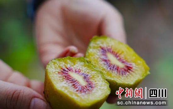 红心猕猴桃。杨超 供图 红心猕猴桃。杨超 供图