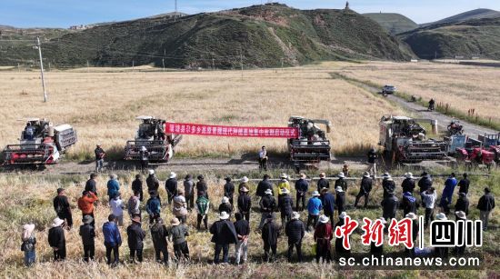 青稞收割启动仪式。王廷妮摄 青稞收割启动仪式。王廷妮摄