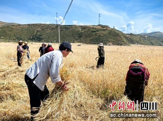 村民正在抢收青稞。王廷妮摄 村民正在抢收青稞。王廷妮摄