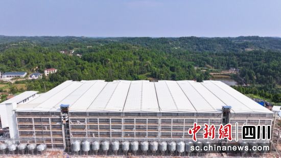 崭新的猪舍楼房。潘政吉 摄 崭新的猪舍楼房。潘政吉 摄