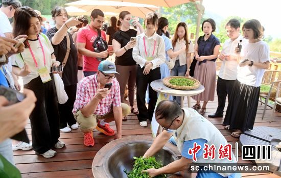 感受现场制茶。荣县融媒 供图 感受现场制茶。荣县融媒 供图