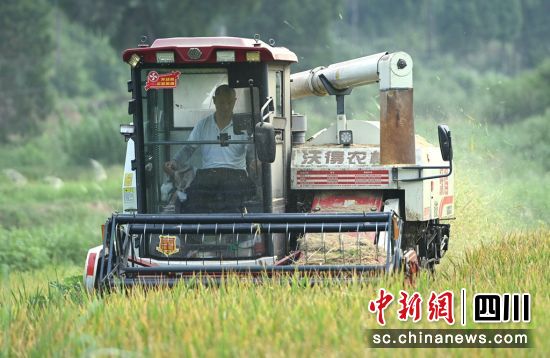 农机手驾驶收割机为村民收割水稻。周亮 摄 农机手驾驶收割机为村民收割水稻。周亮 摄