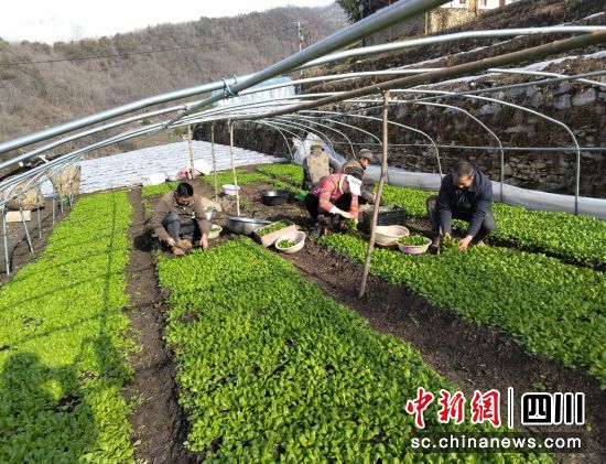 汶川县绵虒镇积极发展集体经济产业。汶川县委宣传部供图 汶川县绵虒镇积极发展集体经济产业。汶川县委宣传部供图