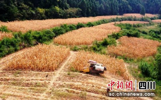 收割机作业。孙小红 摄 收割机作业。孙小红 摄