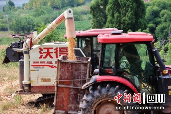 收割机正在放粮。孙小红 摄 收割机正在放粮。孙小红 摄
