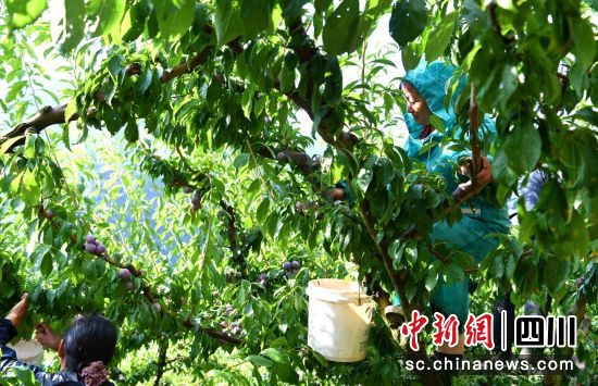采摘红脆李。汶川县委宣传部供图 采摘红脆李。汶川县委宣传部供图