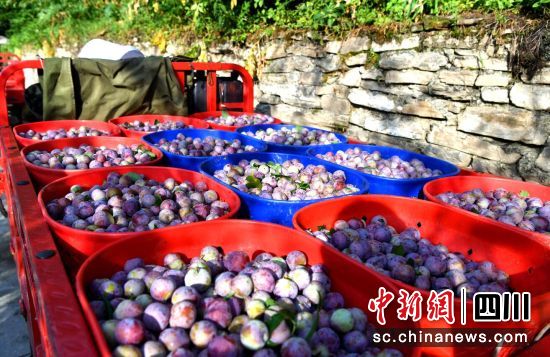 红脆李喜获丰收。汶川县委宣传部供图 红脆李喜获丰收。汶川县委宣传部供图