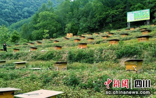 中蜂养殖基地。 平武县委宣传部供图 中蜂养殖基地。 平武县委宣传部供图