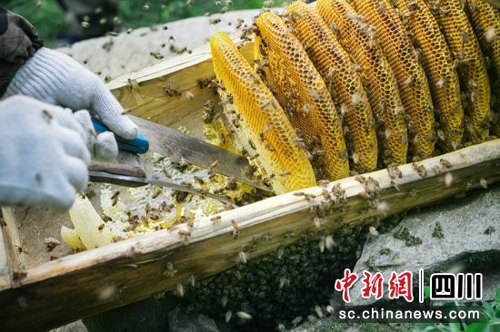 取蜜。 平武县委宣传部供图 取蜜。 平武县委宣传部供图