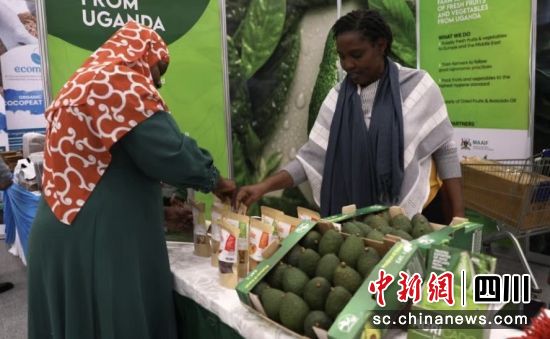 牛油果交易。中共成都市温江区委统战部供图 牛油果交易。中共成都市温江区委统战部供图