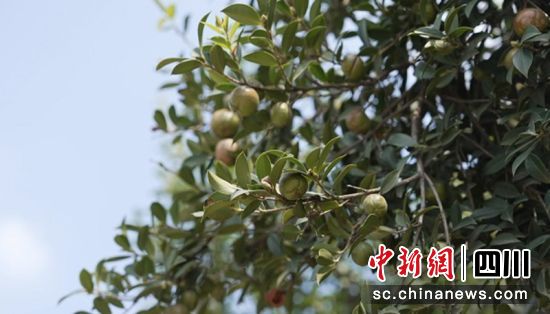 荣县油茶果。荣县融媒 供图 荣县油茶果。荣县融媒 供图