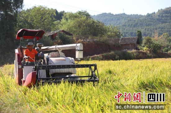 任扬熟练地操作收割机在金色的稻田里穿梭。顺庆区融媒体中心供图 任扬熟练地操作收割机在金色的稻田里穿梭。顺庆区融媒体中心供图