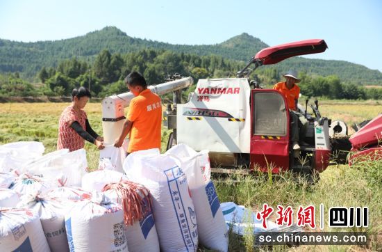 水稻丰收。顺庆区融媒体中心供图 水稻丰收。顺庆区融媒体中心供图