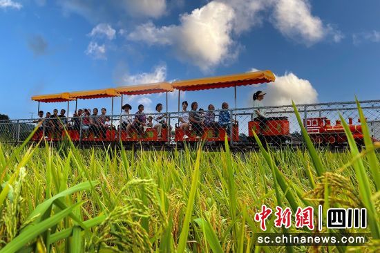 游客乘小火车赏丰收的美景。罗俊涵 摄 游客乘小火车赏丰收的美景。罗俊涵 摄