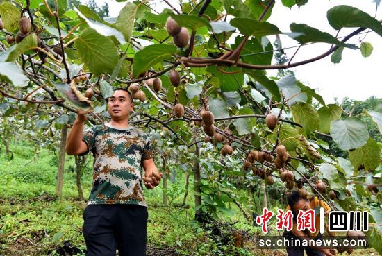 杜正中在果园采摘猕猴桃。汶川县委宣传部供图 杜正中在果园采摘猕猴桃。汶川县委宣传部供图