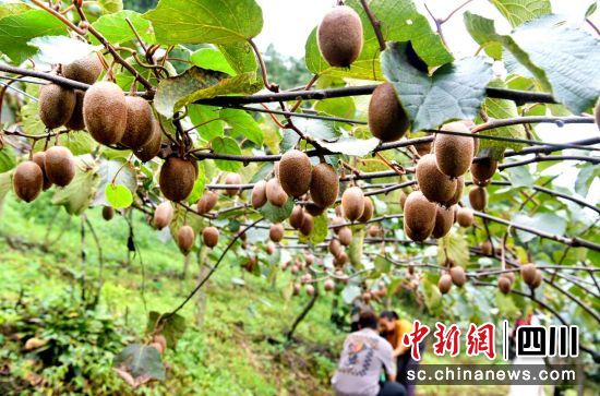 杜正中种植的猕猴桃喜获丰收。汶川县委宣传部供图 杜正中种植的猕猴桃喜获丰收。汶川县委宣传部供图