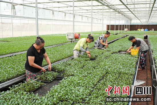 育苗工厂内,村民们忙着选苗、补盘。徐静 摄 育苗工厂内,村民们忙着选苗、补盘。徐静 摄
