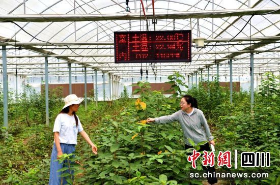 汶川科农局科技人员正在开展田间管理。汶川县委宣传部供图 汶川科农局科技人员正在开展田间管理。汶川县委宣传部供图